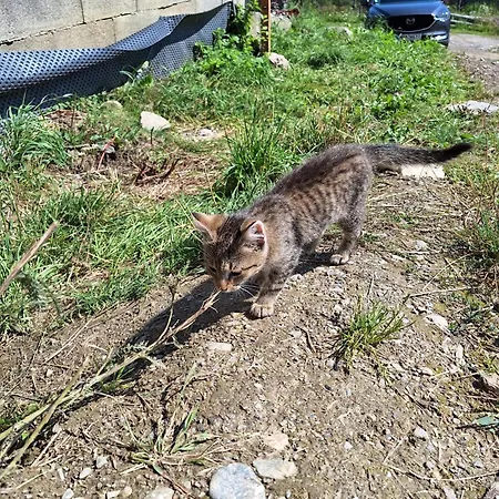 Alpehytte Bergblick *